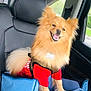 animal, booster_seat, car, car_seat, cute, dog, domestic_animal, fluffy, fur, happy, harness, interior, leather_seat, pet, pomeranian, red_shirt, seat, smiling, transportation, window