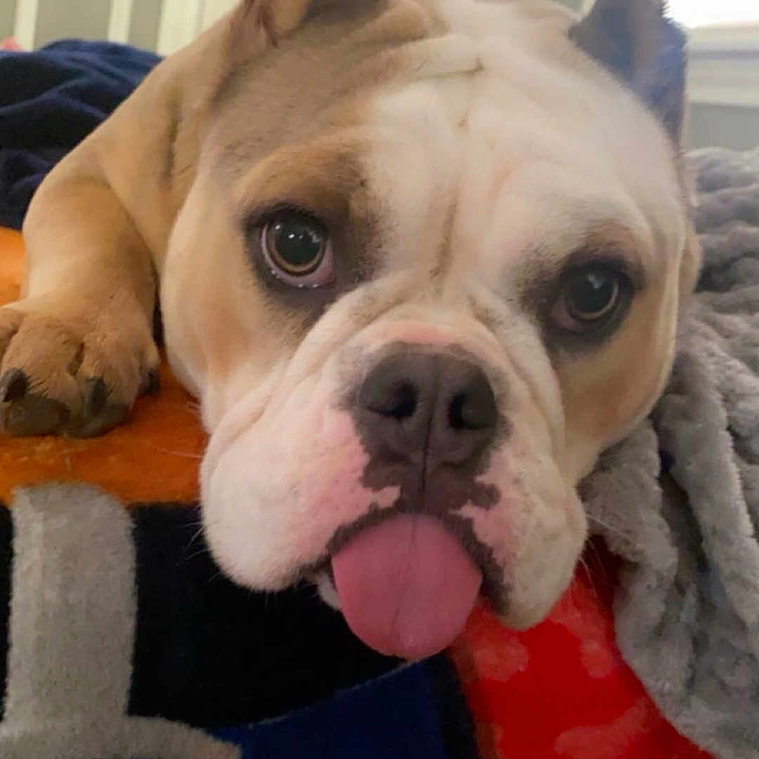 Eztli is registered to the contest to win money with this photo: animal, blanket, bulldog, canine, close_up, cozy, cute, dog, door, expression, face, fur, home, indoor, lying_down, paw, pet, resting, tongue_out, window_blinds