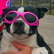 Abby joined the competition — help win amazing prizes! dog, sunglasses, black_and_white, pet, outdoor, hand, close_up, cool, accessory, animal, muzzle, face, road, summer, fashion, portrait, cute, funny, holding, casual