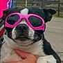 dog, sunglasses, black_and_white, pet, outdoor, hand, close_up, cool, accessory, animal, muzzle, face, road, summer, fashion, portrait, cute, funny, holding, casual