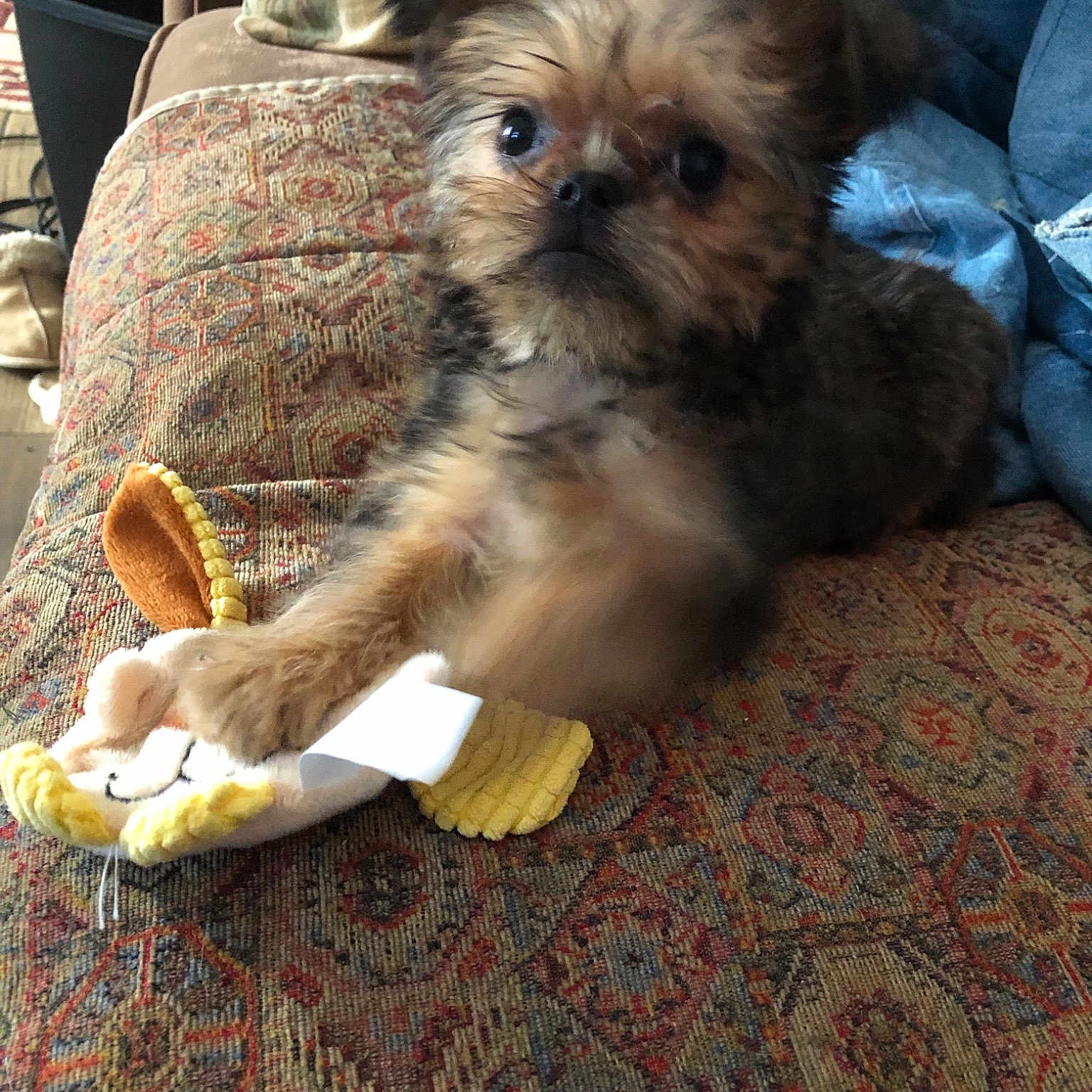 Dexter