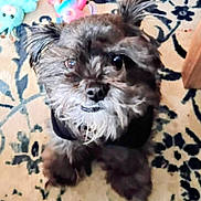 Scooter is registered to the contest to win money with this photo: dog, small_dog, puppy, pet, shaggy, black_fur, whiskers, nose, eyes, carpet, toy, stuffed_animal, looking_up, sitting, indoor, portrait, closeup, furry, adorable, paws