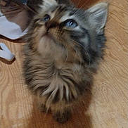 Jasper is registered to the contest to win money with this photo: blue_eyes, cardboard_box, cat, close_up, cute, ears, fluffy, fur, gaze, indoor, kitten, looking_up, packaging, paws, pet, portrait, sitting, tabby, whiskers, wooden_floor