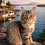 cat, tabby_cat, pet, animal, fur, whiskers, portrait, rocks, coastline, lighthouse, harbor, boat, dock, water, ocean, flag, sunset, golden_hour, scenic, outdoor