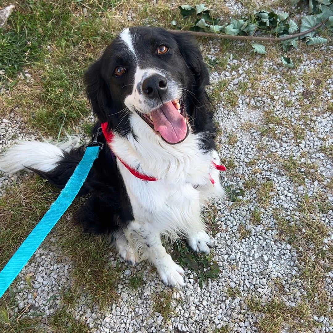 Saï Kha participe au concours pour gagner de l'argent avec cette photo : dog, black_and_white, happy, smiling, sitting, outdoor, grass, gravel, leash, harness, pet, canine, animal, nature, playful, friendly, tongue_out, looking_up, fur, daylight