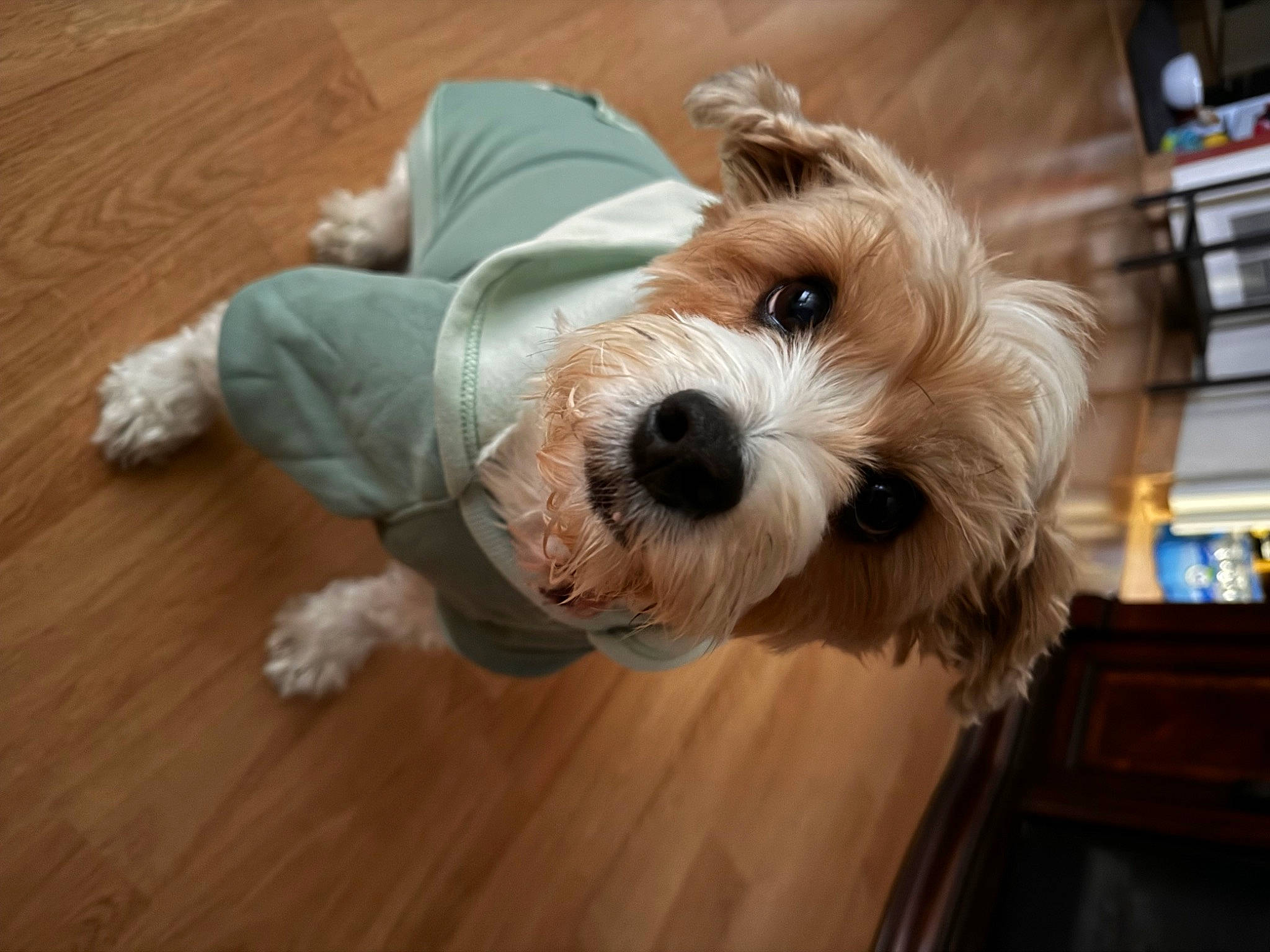 Maxxie is registered to the contest to win money with this photo: canidae, carnivore, companion_dog, dog, dog_breed, dog_clothes, dog_supply, flooring, fur, hardwood, laminate_flooring, small_terrier, snout, sporting_group, terrier, toy_dog, wood, wood_flooring, wood_stain, working_animal