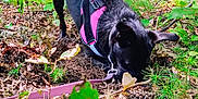 Jupiter is registered to the contest to win money with this photo: animal, black_dog, canine, curious, daylight, digging, dog, exploration, forest, greenery, ground, leaves, nature, outdoor, pet, pink_harness, plants, sniffing, trees, woods
