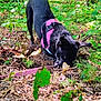 animal, black_dog, canine, curious, daylight, digging, dog, exploration, forest, greenery, ground, leaves, nature, outdoor, pet, pink_harness, plants, sniffing, trees, woods