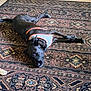 Jupiter is registered to the contest to win money with this photo: basket, black_dog, cozy, dog, home, indoor, lying_down, orange_vest, oriental_rug, patterned_rug, pet, red_toy, relaxation, resting, rug, sleeping, toy, vest, wicker_basket, wooden_floor