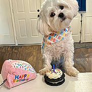 Tonx is registered to the contest to win money with this photo: dog, white_dog, birthday, birthday_cake, candle, sprinkles, table, bandana, plush_toy, happy_birthday, indoor, wooden_floor, door, curtain, cute, pet, celebration, head_tilt, small_dog, toy
