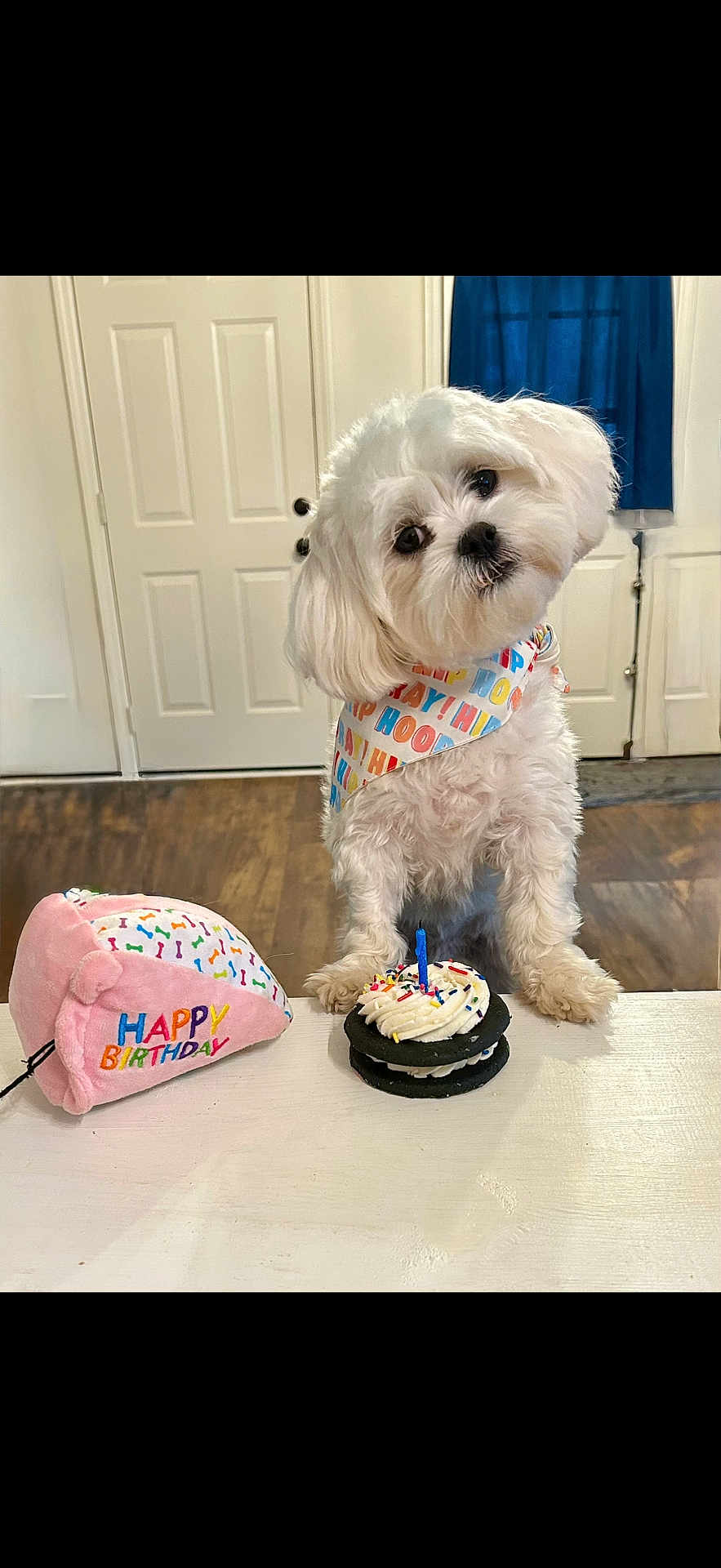 Tonx is registered to the contest to win money with this photo: dog, white_dog, birthday, birthday_cake, candle, sprinkles, table, bandana, plush_toy, happy_birthday, indoor, wooden_floor, door, curtain, cute, pet, celebration, head_tilt, small_dog, toy