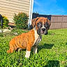 dog, puppy, boxer, brindle, sitting, grass, outdoor, backyard, garden, fence, sunlight, pet, animal, portrait, short_hair, white_chest, black_muzzle, floppy_ears, alert, cute