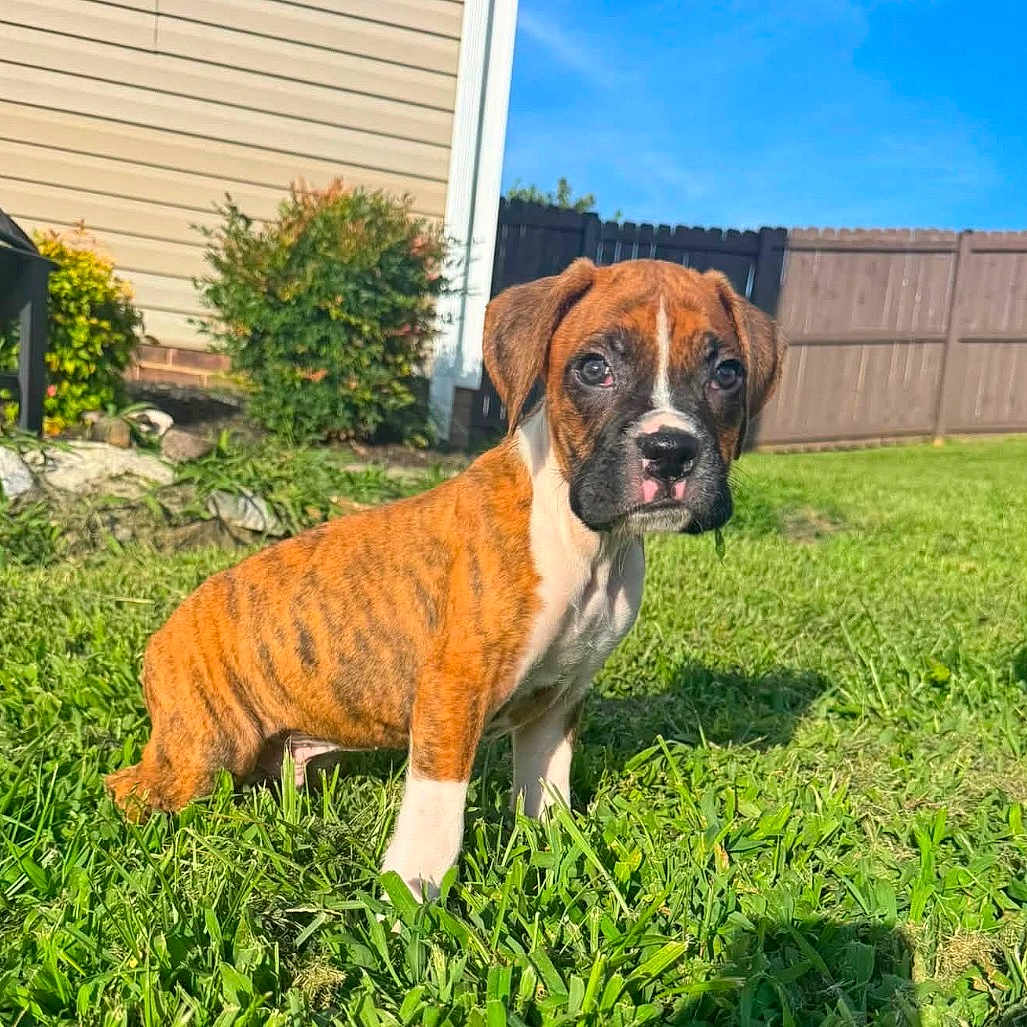 Benny is registered to the contest to win money with this photo: dog, puppy, boxer, brindle, sitting, grass, outdoor, backyard, garden, fence, sunlight, pet, animal, portrait, short_hair, white_chest, black_muzzle, floppy_ears, alert, cute
