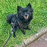 dog, black_dog, leash, grass, sidewalk, happy, pet, outdoor, smiling, canine, nature, small_dog, fluffy, sitting, walk, greenery, flower, daylight, companion, cute