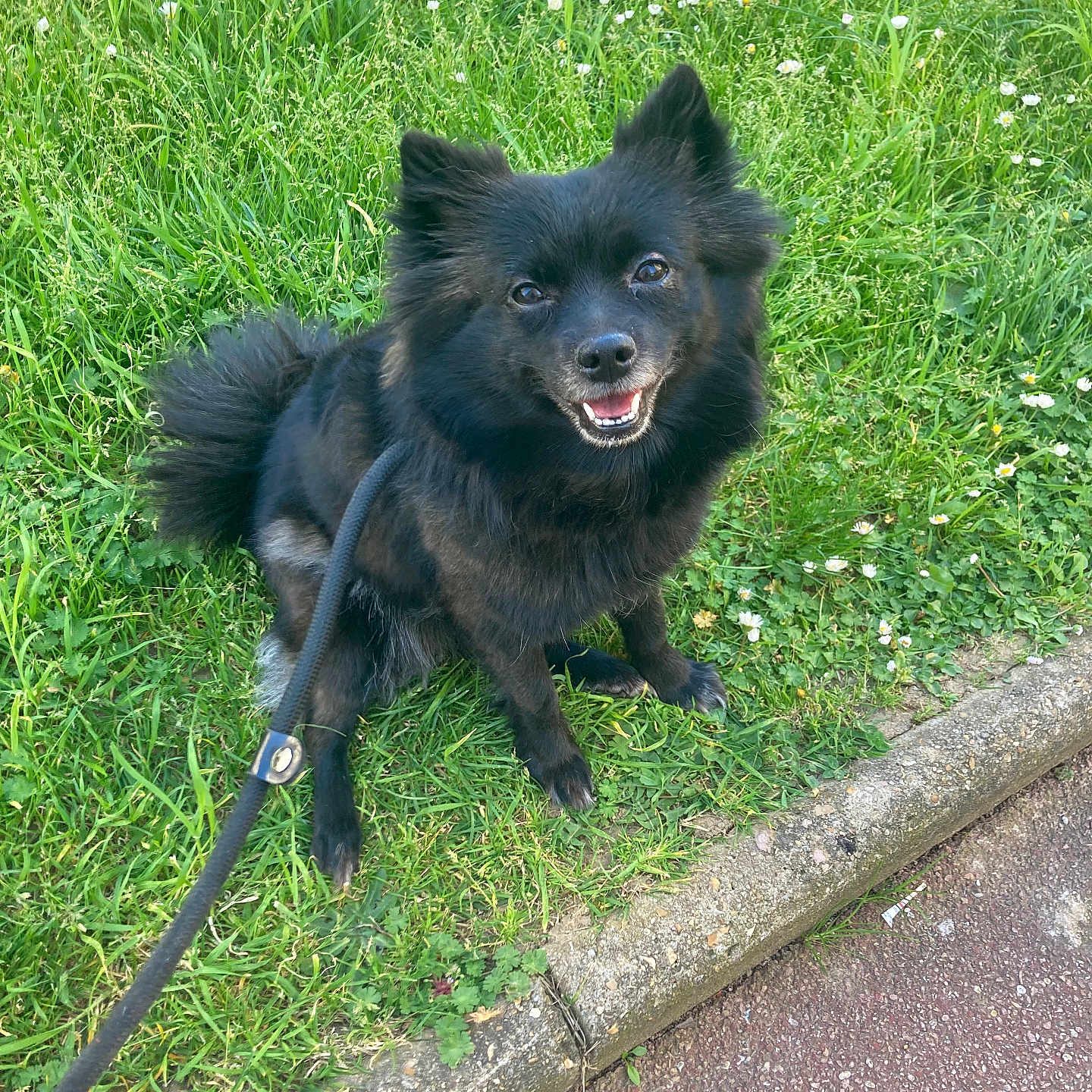 Robyn a rejoint le concours — aidez-le/la à gagner de superbes lots ! dog, black_dog, leash, grass, sidewalk, happy, pet, outdoor, smiling, canine, nature, small_dog, fluffy, sitting, walk, greenery, flower, daylight, companion, cute