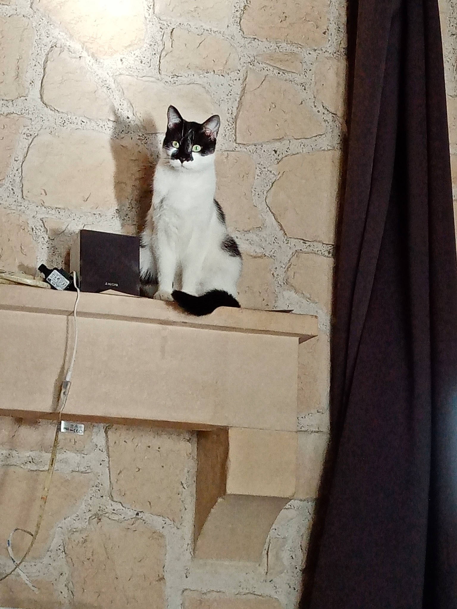 Scarlett a rejoint le concours — aidez-le/la à gagner de superbes lots ! carnivore, cat, domestic_short_haired_cat, door, felidae, flooring, formal_wear, fur, grey, plant, rectangle, small_to_medium_sized_cats, snout, stairs, tail, tints_and_shades, tree, whiskers, window, wood