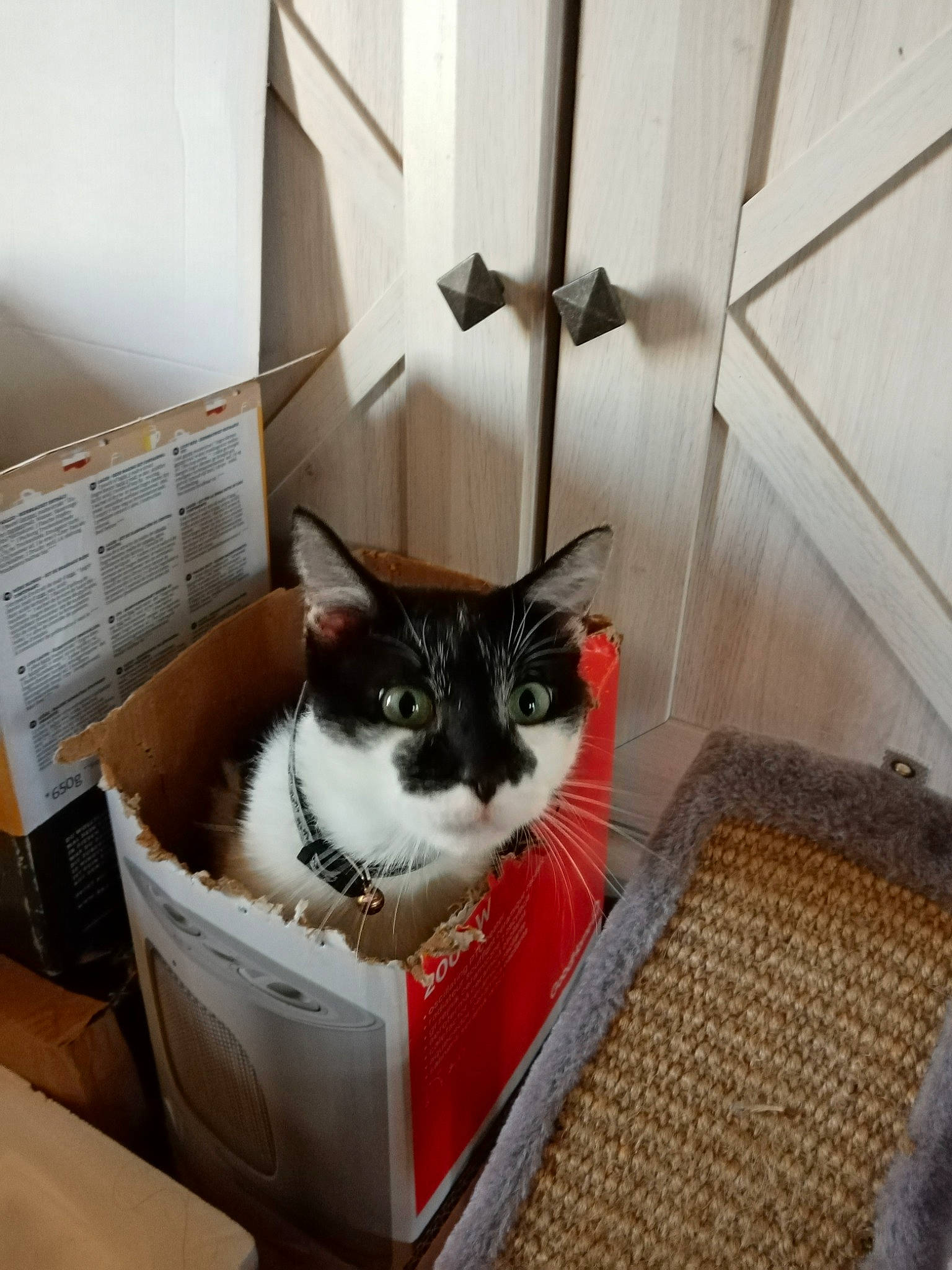 Scarlett a rejoint le concours — aidez-le/la à gagner de superbes lots ! animal_feed, animal_shelter, box, carnivore, cat, cat_supply, domestic_short_haired_cat, felidae, flooring, fur, hardwood, ingredient, pet_food, pet_supply, room, shelf, shipping_box, small_to_medium_sized_cats, whiskers, wood