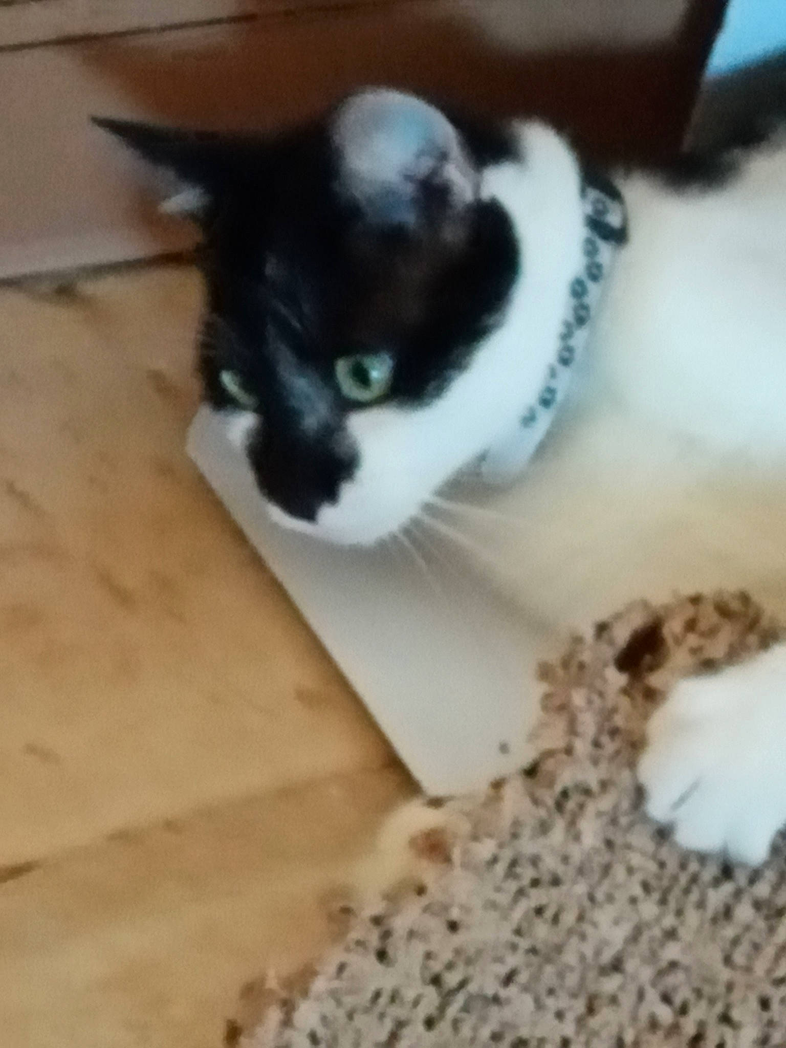 Scarlett participe au concours pour gagner de l'argent avec cette photo : black_cat, canidae, carnivore, cat, claw, companion_dog, dog_breed, domestic_short_haired_cat, felidae, flooring, formal_wear, fur, hardwood, paw, small_to_medium_sized_cats, snout, sporting_group, tail, whiskers, wood