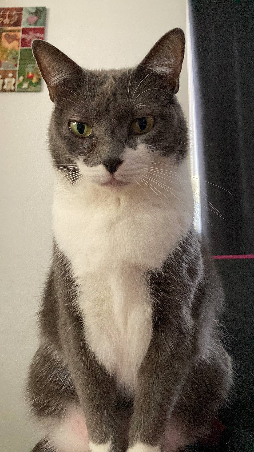 Lilie a rejoint le concours — aidez-le/la à gagner de superbes lots ! carnivore, cat, domestic_short_haired_cat, eye, felidae, fur, iris, monochrome_photography, paw, pet_supply, photo_caption, small_to_medium_sized_cats, snout, tail, terrestrial_animal, whiskers, window