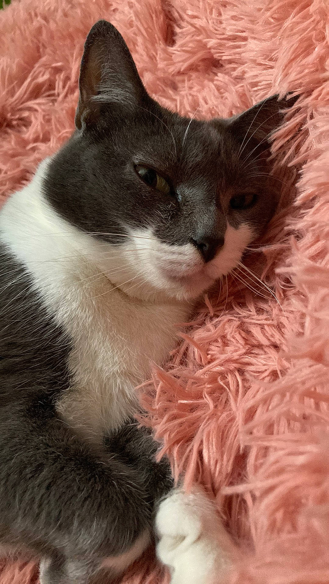 Lilie a rejoint le concours — aidez-le/la à gagner de superbes lots ! carnivore, cat, close_up, comfort, domestic_short_haired_cat, eye, felidae, fur, grass, paw, small_to_medium_sized_cats, snout, tail, tree, whiskers, window