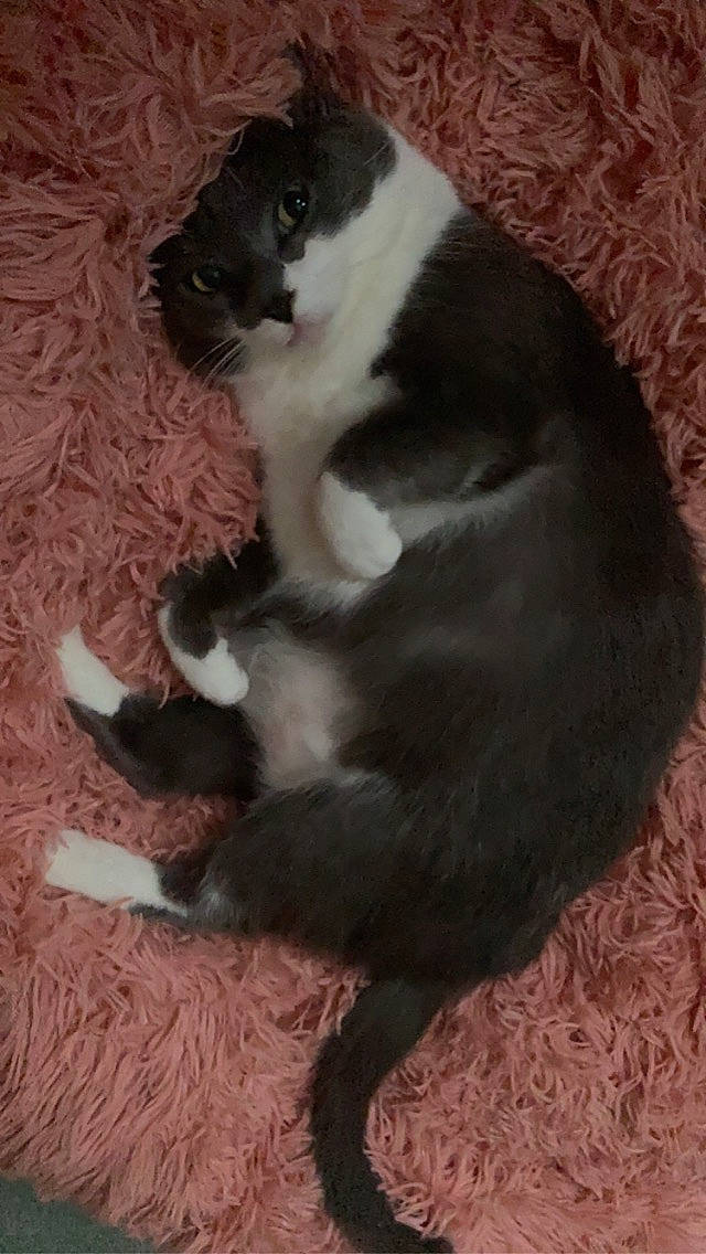 Lilie a rejoint le concours — aidez-le/la à gagner de superbes lots ! carnivore, cat, claw, comfort, dog_breed, domestic_short_haired_cat, felidae, flooring, foot, formal_wear, fur, hardwood, paw, small_to_medium_sized_cats, tail, terrestrial_animal, whiskers, wood