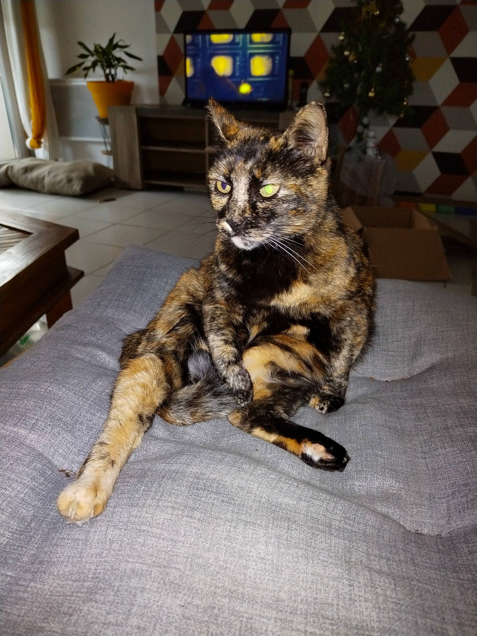 Nina a rejoint le concours — aidez-le/la à gagner de superbes lots ! canidae, carnivore, cat, chair, claw, domestic_short_haired_cat, felidae, fur, houseplant, military_camouflage, picture_frame, plant, sitting, small_to_medium_sized_cats, snout, tail, terrestrial_animal, tree, whiskers, wildlife