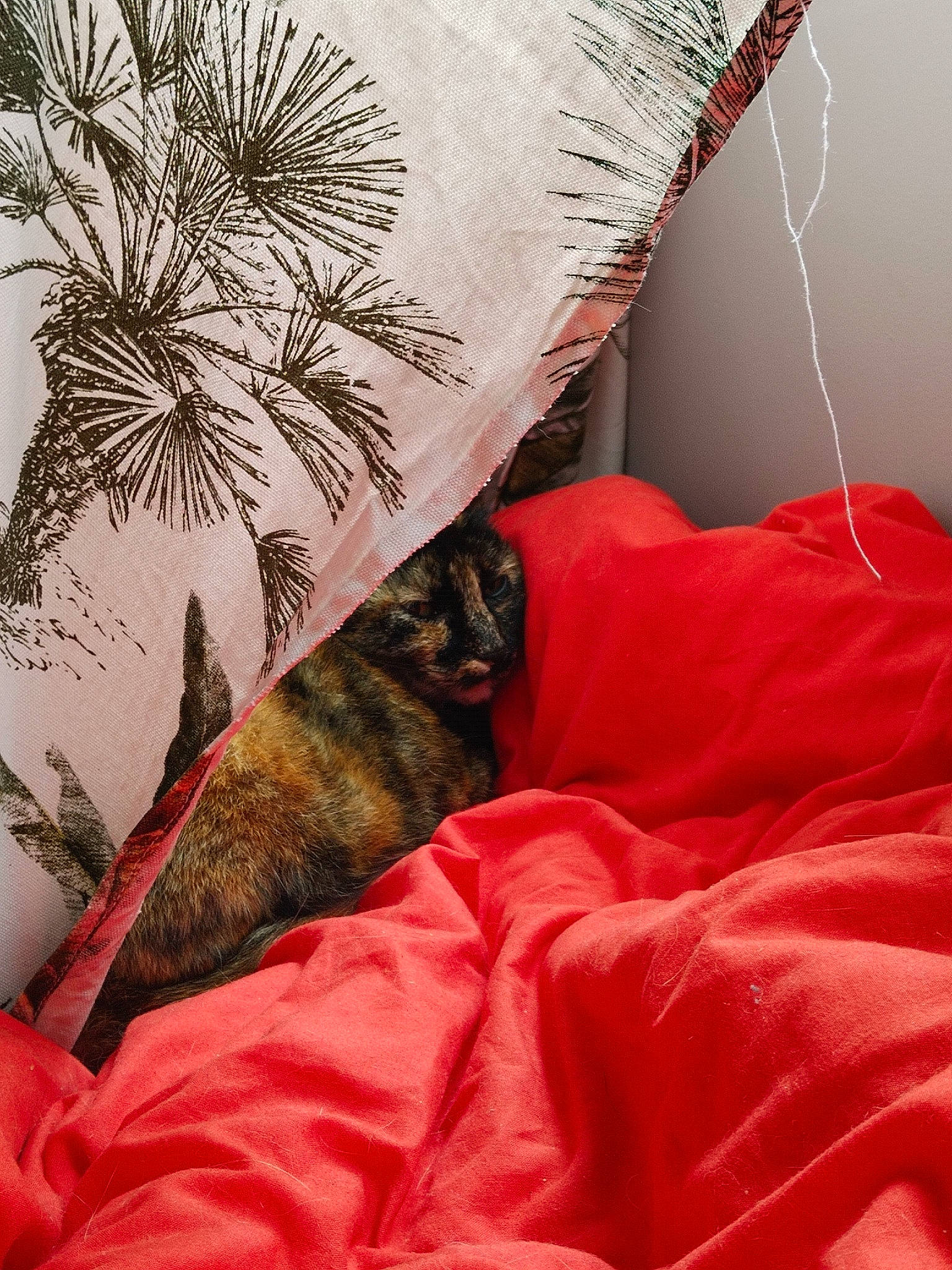 Nina a rejoint le concours — aidez-le/la à gagner de superbes lots ! bed, bed_sheet, bedding, bedroom, carnivore, cat, comfort, felidae, fur, human_leg, linens, orange, pattern, pillow, plant, sleeve, small_to_medium_sized_cats, textile, tree, whiskers