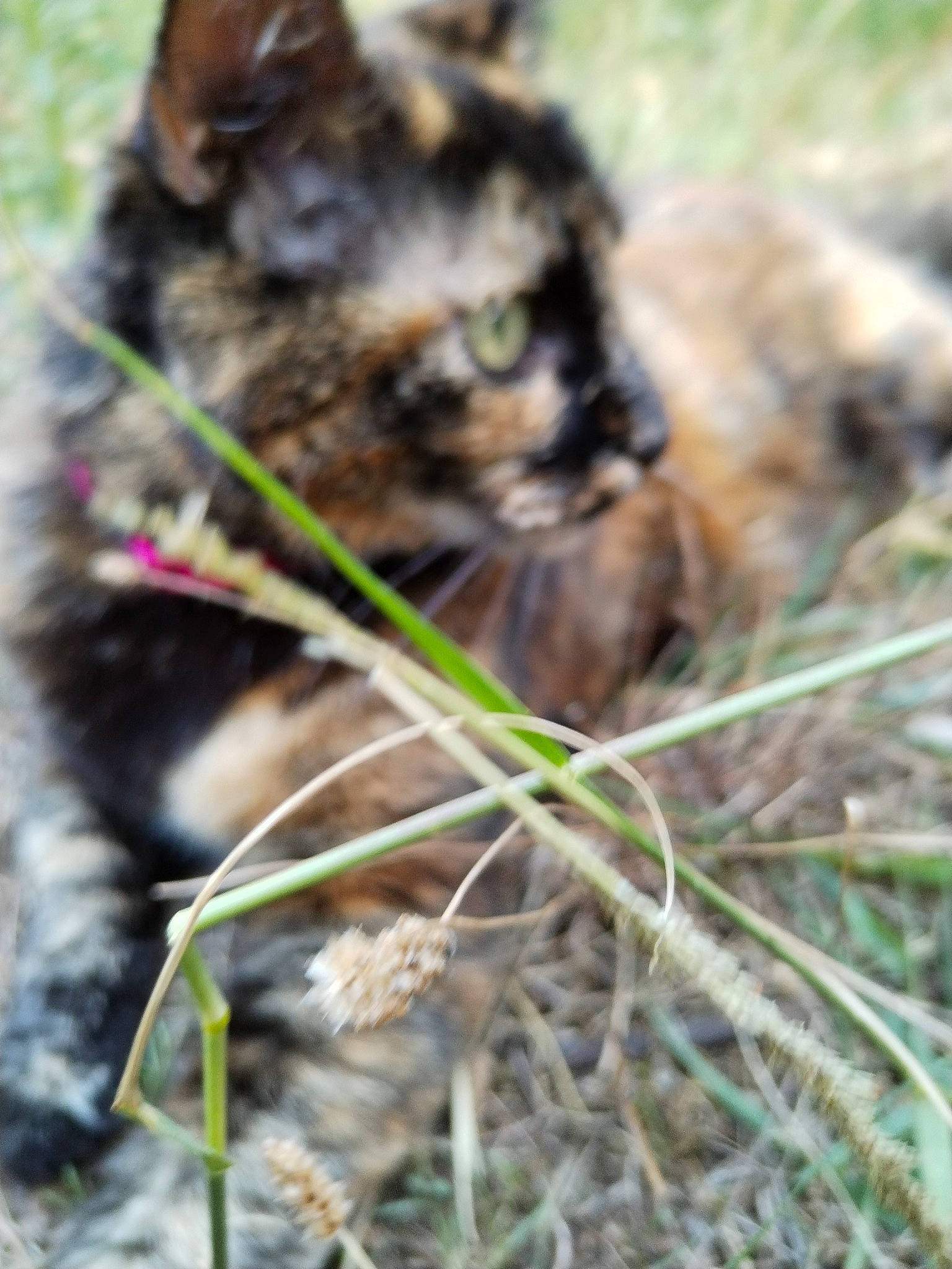 Nina participe au concours pour gagner de l'argent avec cette photo : carnivore, cat, claw, domestic_short_haired_cat, felidae, fur, grass, organism, paw, plant, small_to_medium_sized_cats, snout, soil, tail, terrestrial_animal, terrestrial_plant, whiskers, wildlife