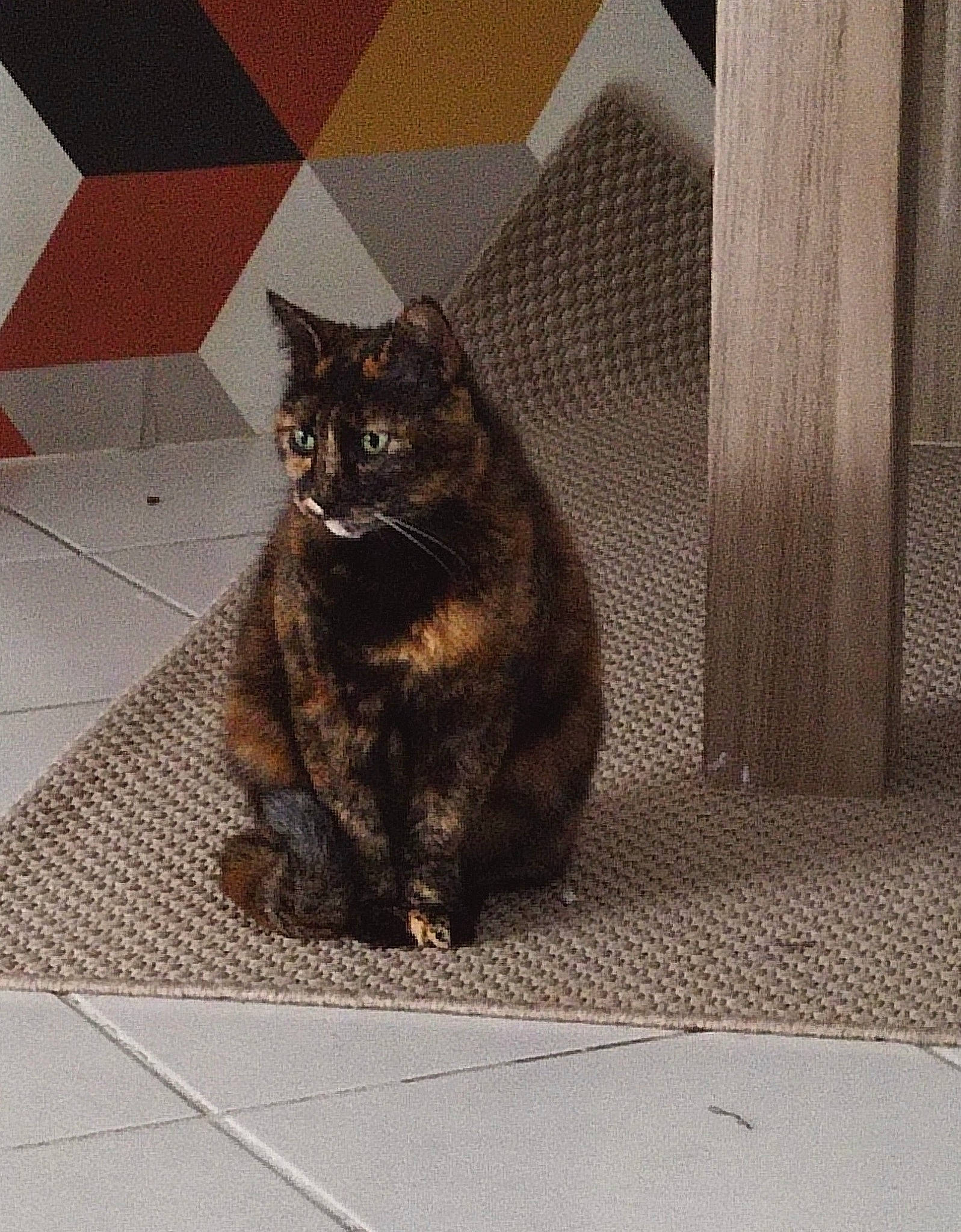 Nina a rejoint le concours — aidez-le/la à gagner de superbes lots ! asphalt, black_cat, carnivore, cat, domestic_short_haired_cat, felidae, floor, flooring, fur, grey, metal, paw, road_surface, shadow, sitting, small_to_medium_sized_cats, tail, terrestrial_animal, whiskers, wood