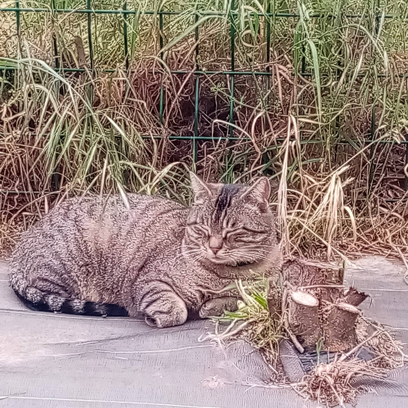 Boulette participe au concours pour gagner de l'argent avec cette photo : carnivore, cat, domestic_short_haired_cat, fawn, felidae, fur, grass, groundcover, lynx, paw, plant, sitting, small_to_medium_sized_cats, snout, soil, tail, terrestrial_animal, vertebrate, whiskers, wildlife
