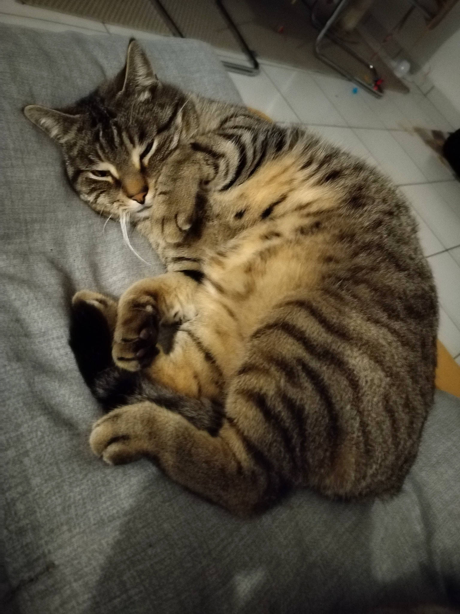 Boulette a rejoint le concours — aidez-le/la à gagner de superbes lots ! carnivore, cat, claw, comfort, domestic_short_haired_cat, eye, felidae, fur, head, nap, paw, sleep, small_to_medium_sized_cats, snout, tail, terrestrial_animal, whiskers