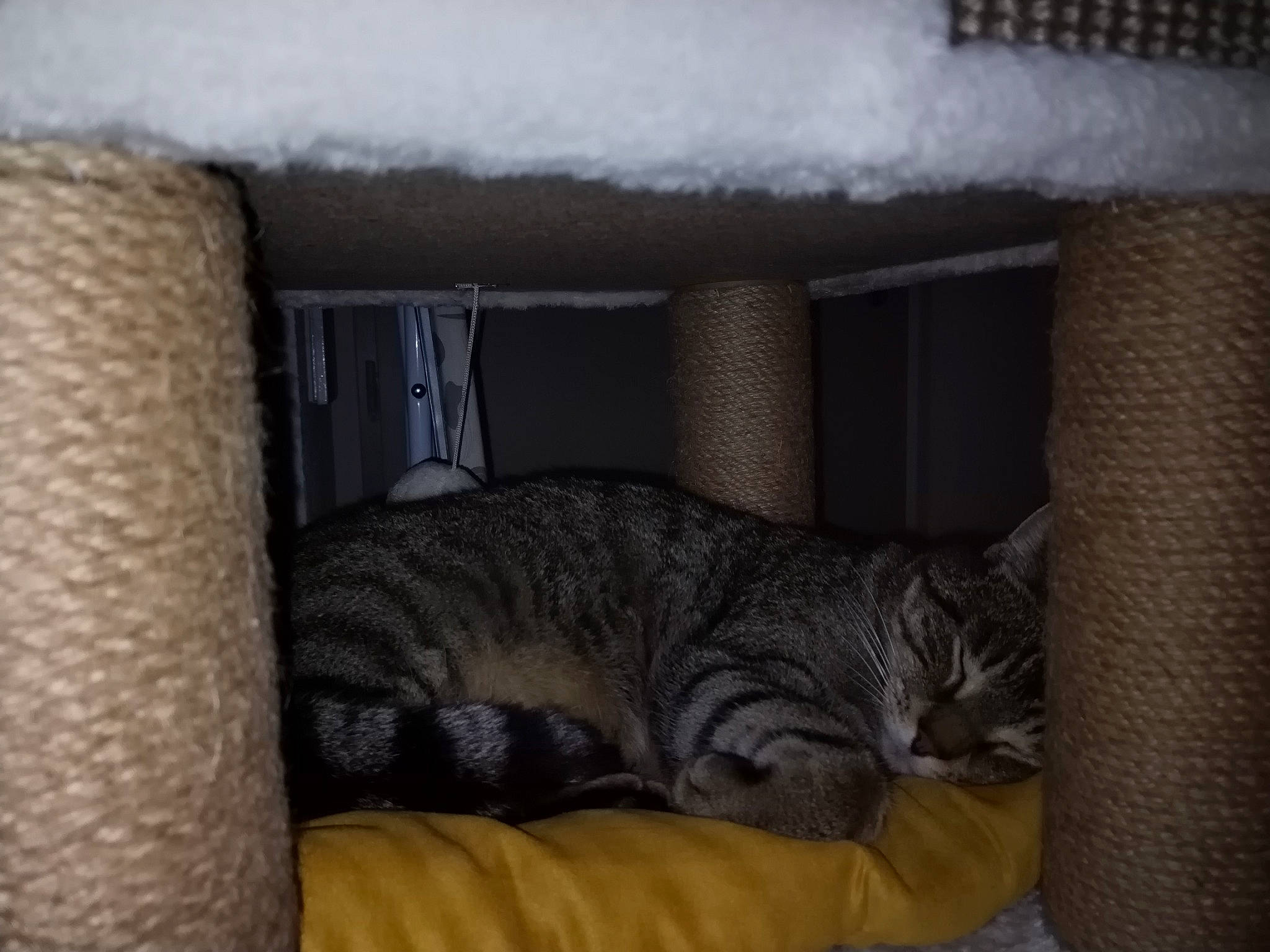 Boulette participe au concours pour gagner de l'argent avec cette photo : carnivore, cat, cat_bed, comfort, domestic_short_haired_cat, felidae, fur, grey, paw, room, small_to_medium_sized_cats, snout, snow, table, tail, vehicle, whiskers, window, winter, wood