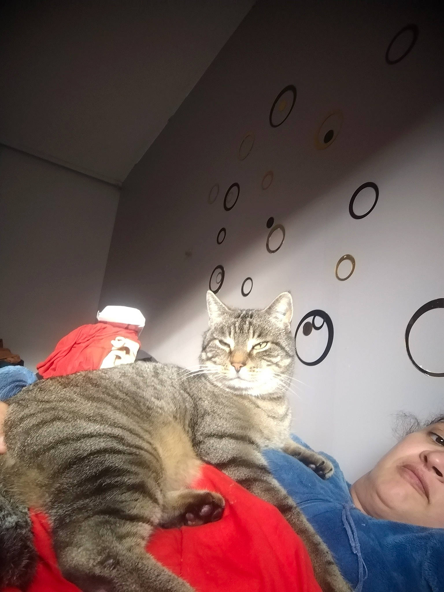 Boulette a rejoint le concours — aidez-le/la à gagner de superbes lots ! art, bed, carnivore, cat, circle, comfort, domestic_short_haired_cat, felidae, fur, gesture, lap, mammal, paw, room, sitting, small_to_medium_sized_cats, tail, textile, vertebrate, whiskers