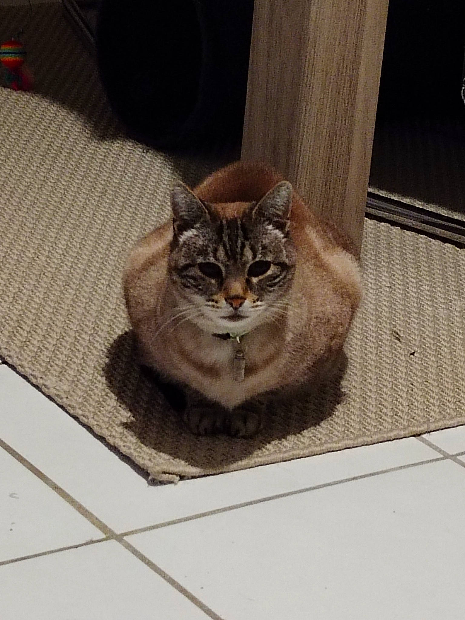 Minouche participe au concours pour gagner de l'argent avec cette photo : brown, carnivore, cat, domestic_short_haired_cat, door, felidae, floor, flooring, fur, grey, rectangle, road_surface, sitting, small_to_medium_sized_cats, snout, tail, terrestrial_animal, whiskers, window, wood