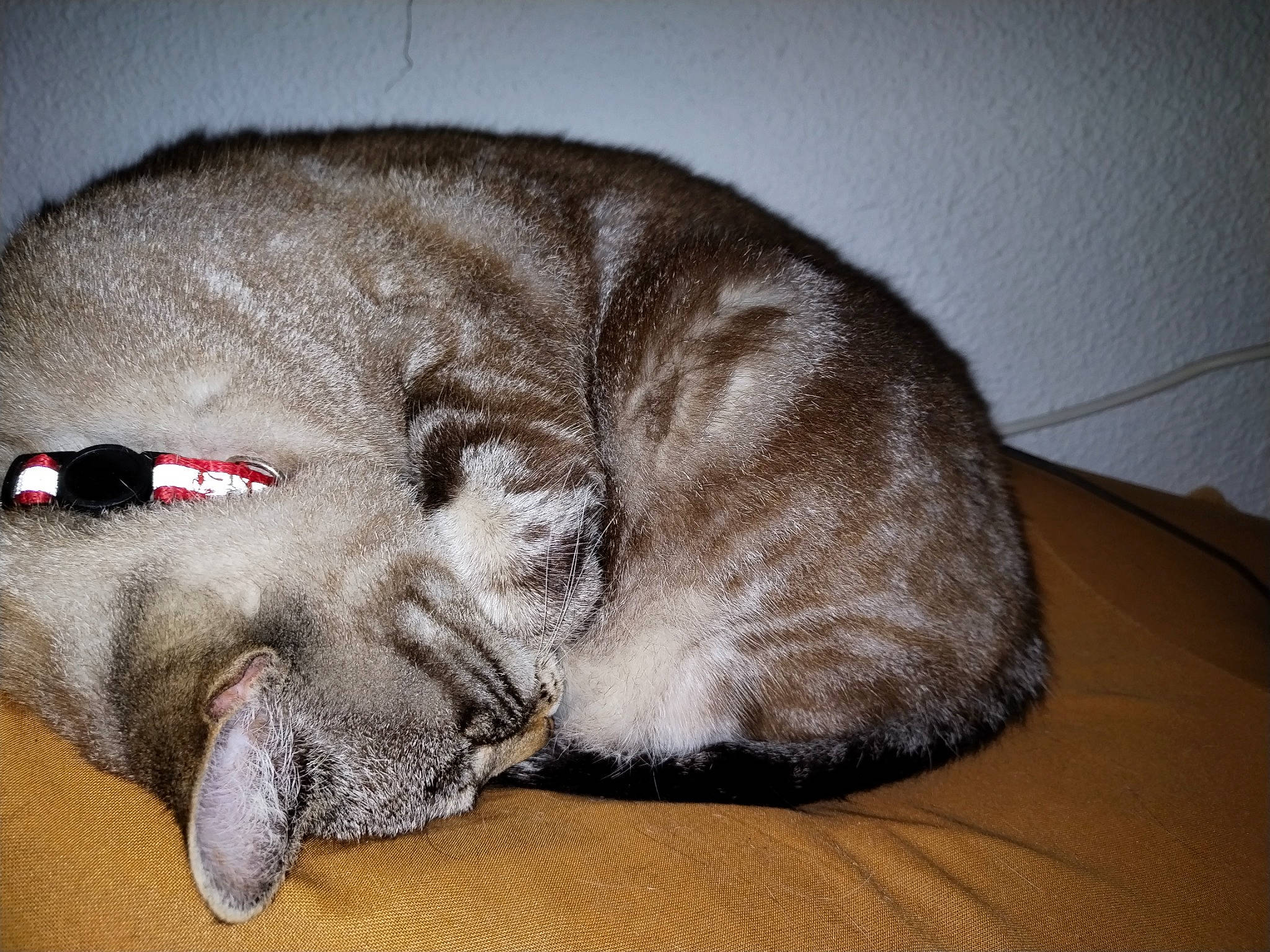 Minouche a rejoint le concours — aidez-le/la à gagner de superbes lots ! brown, carnivore, cat, claw, comfort, dog_breed, domestic_short_haired_cat, ear, fawn, felidae, fur, grey, nap, paw, sleep, small_to_medium_sized_cats, snout, tail, terrestrial_animal, whiskers