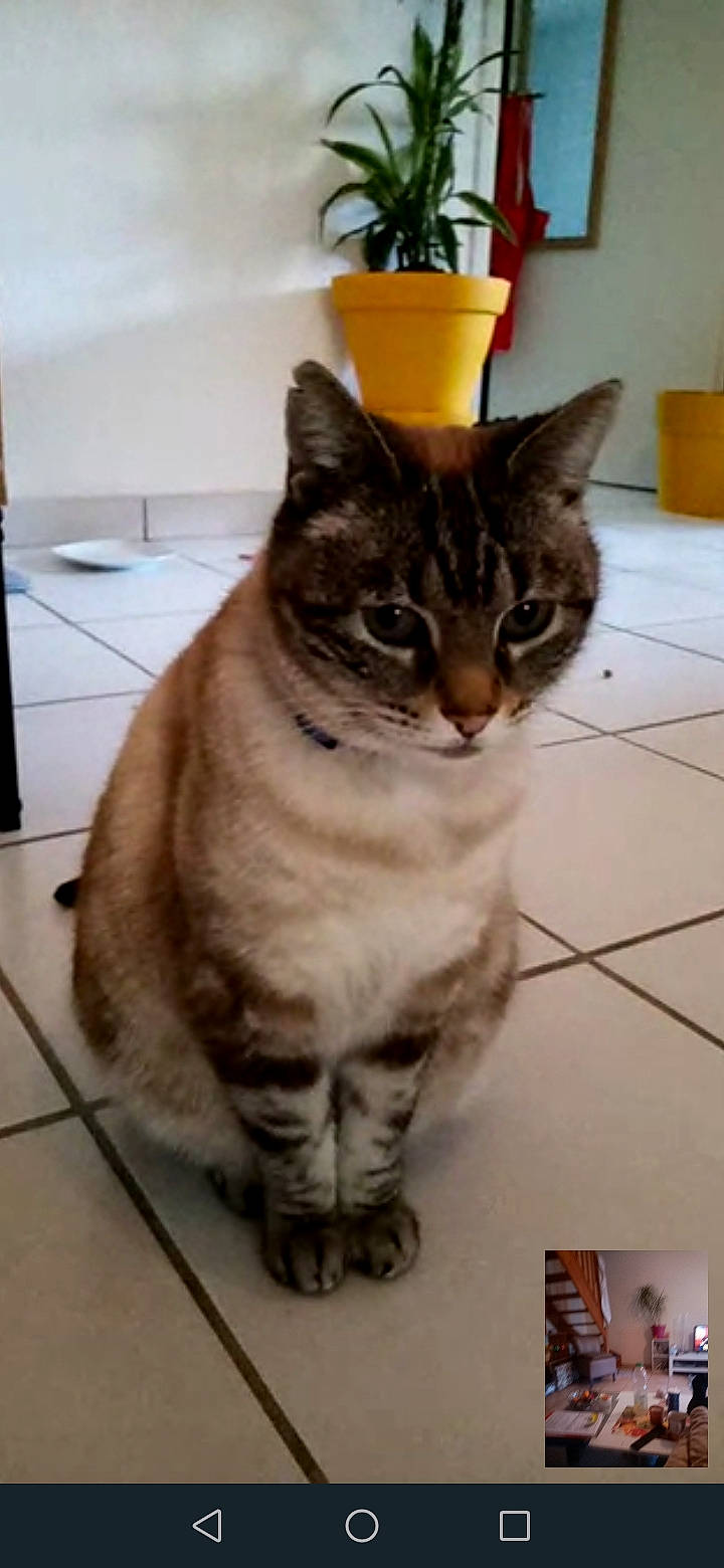 Minouche a rejoint le concours — aidez-le/la à gagner de superbes lots ! carnivore, cat, domestic_short_haired_cat, door, felidae, flooring, flowerpot, fur, hardwood, houseplant, paw, plant, small_to_medium_sized_cats, tail, terrestrial_animal, whiskers, window