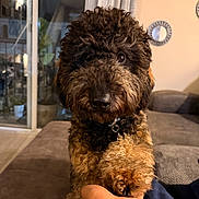 Gunner joined the competition — help win amazing prizes! adorable, brown_fur, close_up, collar, couch, cozy, curly_fur, dog, doodle, furniture, handshake, human_hand, indoor, living_room, mirror, paw, pet, poodle, portrait, puppy