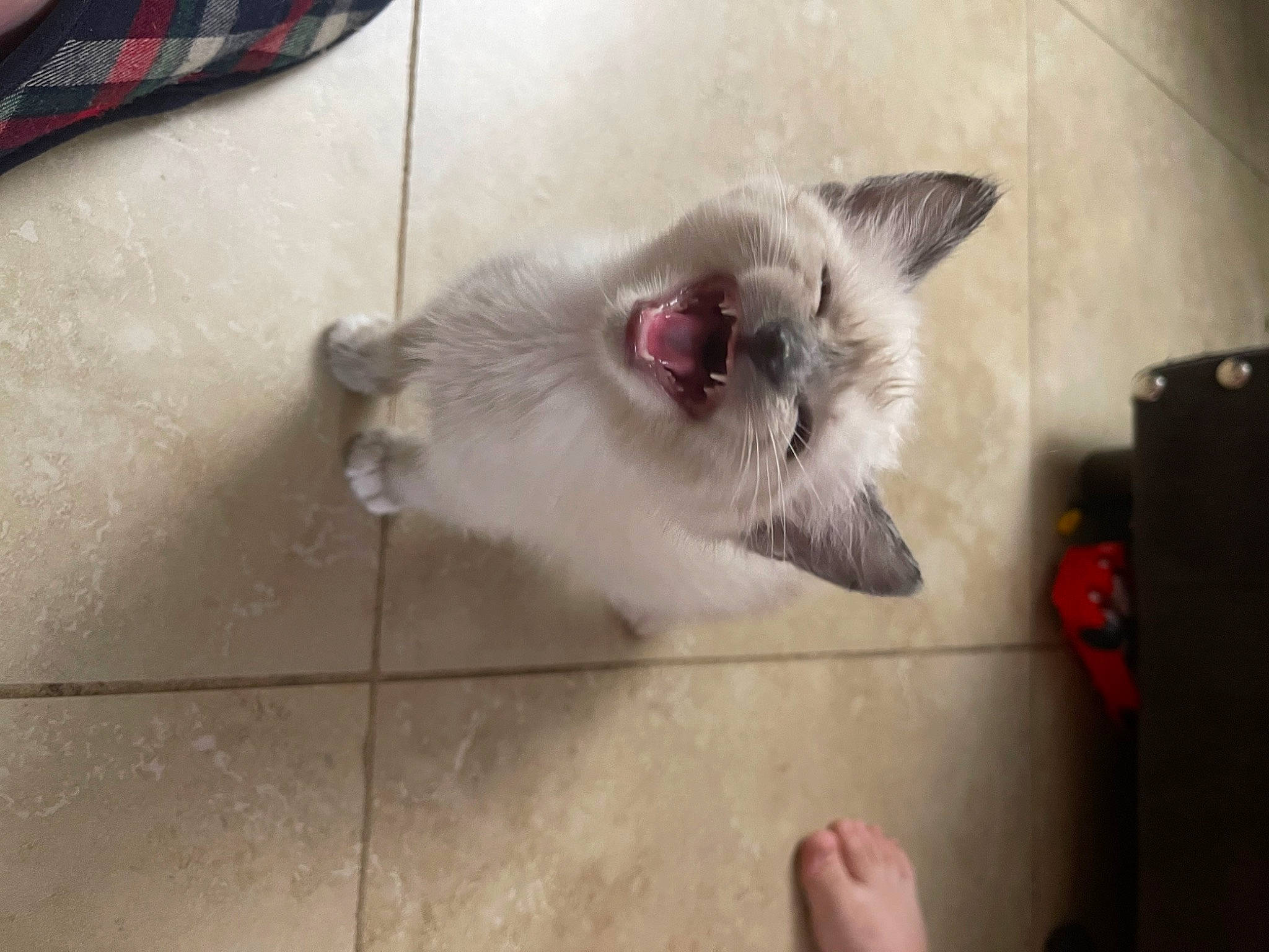 Dumpling joined the competition — help win amazing prizes! birman, carnivore, cat, domestic_short_haired_cat, fang, felidae, floor, flooring, foot, fur, gas, grey, hardwood, paw, siamese, small_to_medium_sized_cats, snout, tail, thai, whiskers