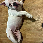 Venus participe au concours pour gagner de l'argent avec cette photo : animal, body, curious, cute, dog, domestic, ears, face, floor, indoor, legs, looking, lying_down, mammal, nose, paw, pet, playful, white_dog, wooden_floor