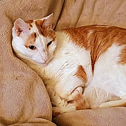 Charlie joined the competition — help win amazing prizes! cat, orange_and_white, fur, pet, animal, sleepy, cozy, blanket, indoor, resting, cute, whiskers, relaxed, paw, soft, domestic_cat, feline, cute_pet, comfort, home