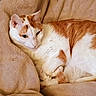 cat, orange_and_white, fur, pet, animal, sleepy, cozy, blanket, indoor, resting, cute, whiskers, relaxed, paw, soft, domestic_cat, feline, cute_pet, comfort, home