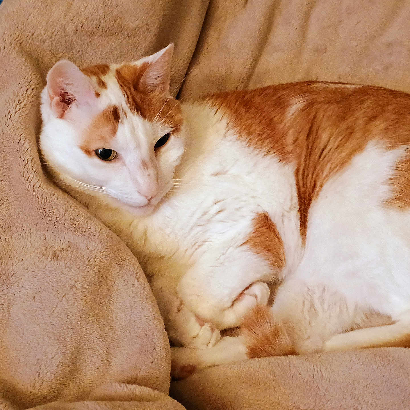 Charlie joined the competition — help win amazing prizes! cat, orange_and_white, fur, pet, animal, sleepy, cozy, blanket, indoor, resting, cute, whiskers, relaxed, paw, soft, domestic_cat, feline, cute_pet, comfort, home