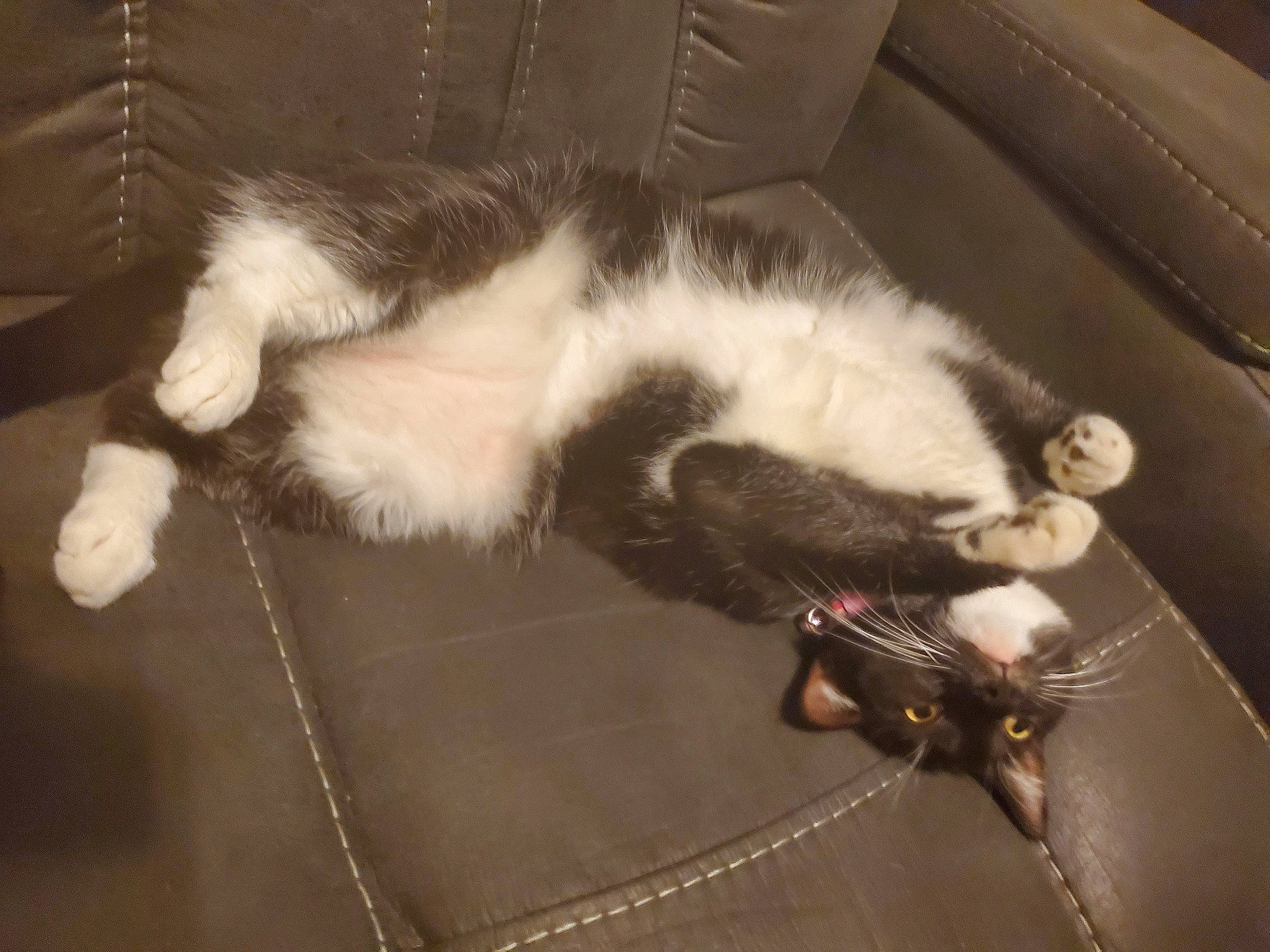 Lunala joined the competition — help win amazing prizes! carnivore, cat, claw, felidae, fur, paw, small_to_medium_sized_cats, tail, whiskers