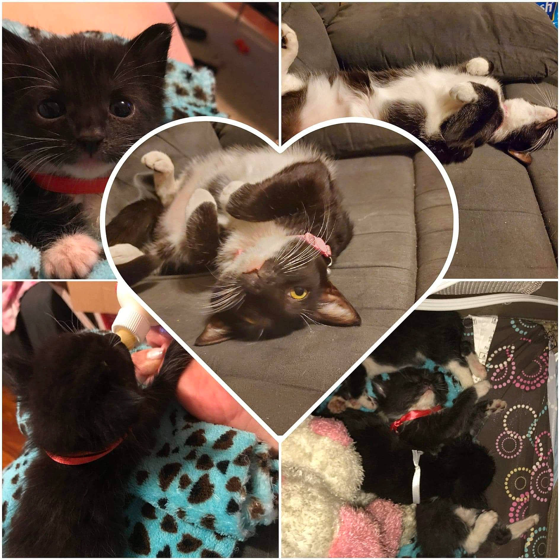 Lunala is registered to the contest to win money with this photo: art, carnivore, cat, collage, felidae, kitten, organism, photo_caption, photography, small_to_medium_sized_cats, whiskers