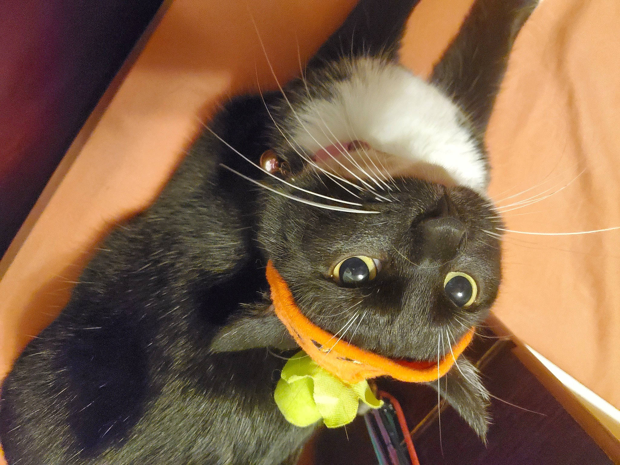 Lunala is registered to the contest to win money with this photo: black_cat, carnivore, cat, ear, fawn, felidae, fur, kitten, organism, plant, small_to_medium_sized_cats, snout, tail, whiskers