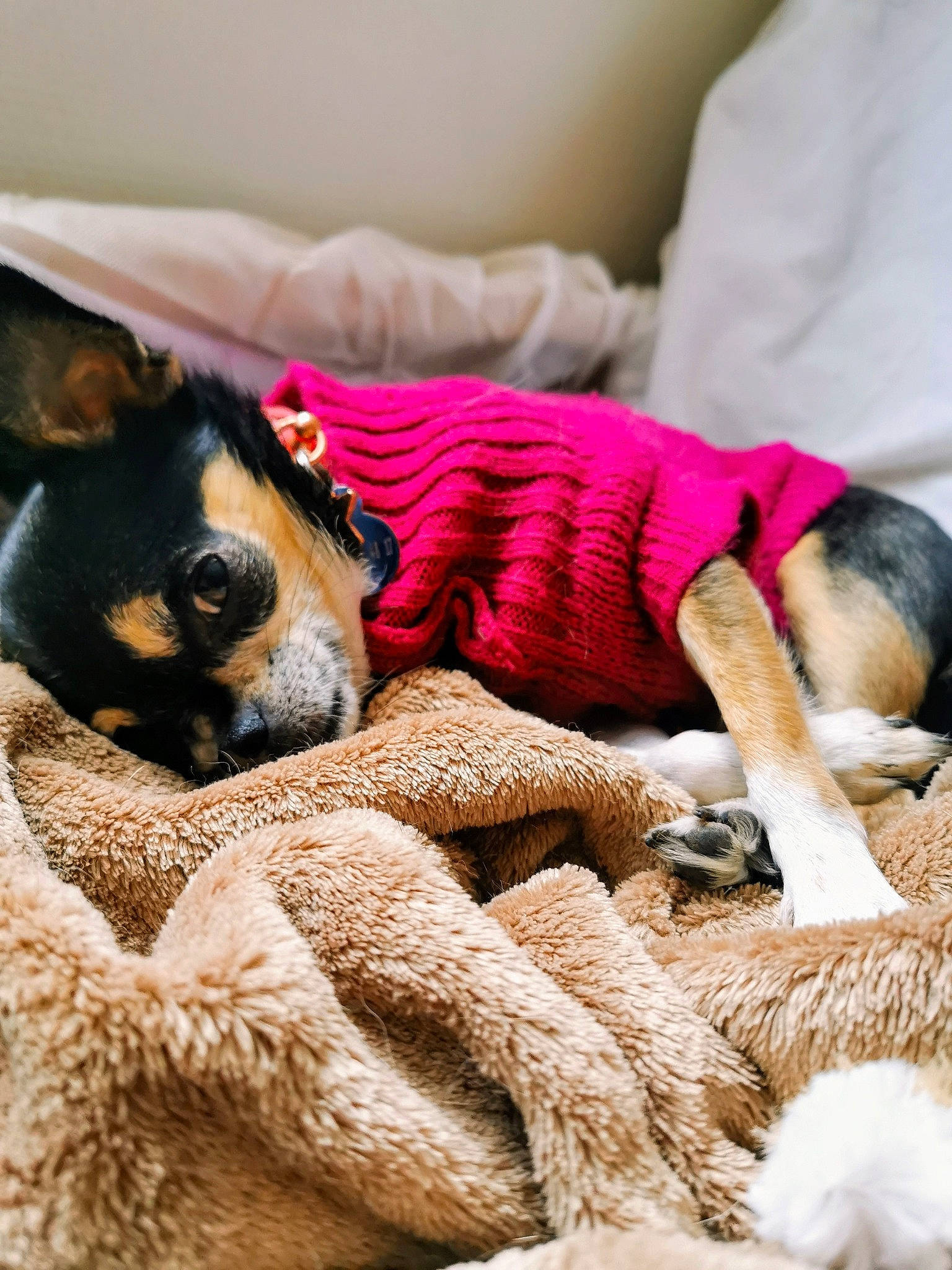 Kalie participe au concours pour gagner de l'argent avec cette photo : canidae, carnivore, chihuahua, companion_dog, dog, dog_breed, ear, fawn, fur, mammal, miniature_pinscher, nap, paw, puppy, puppy_love, rat_terrier, sleep, toy_dog, vertebrate, whiskers