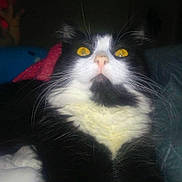 Moxiegirl joined the competition — help win amazing prizes! cat, black_and_white, close_up, yellow_eyes, whiskers, fur, pet, indoor, cozy, cushion, blanket, animal, face, portrait, domestic_cat, feline, looking_up, soft_lighting, relaxed, whisker