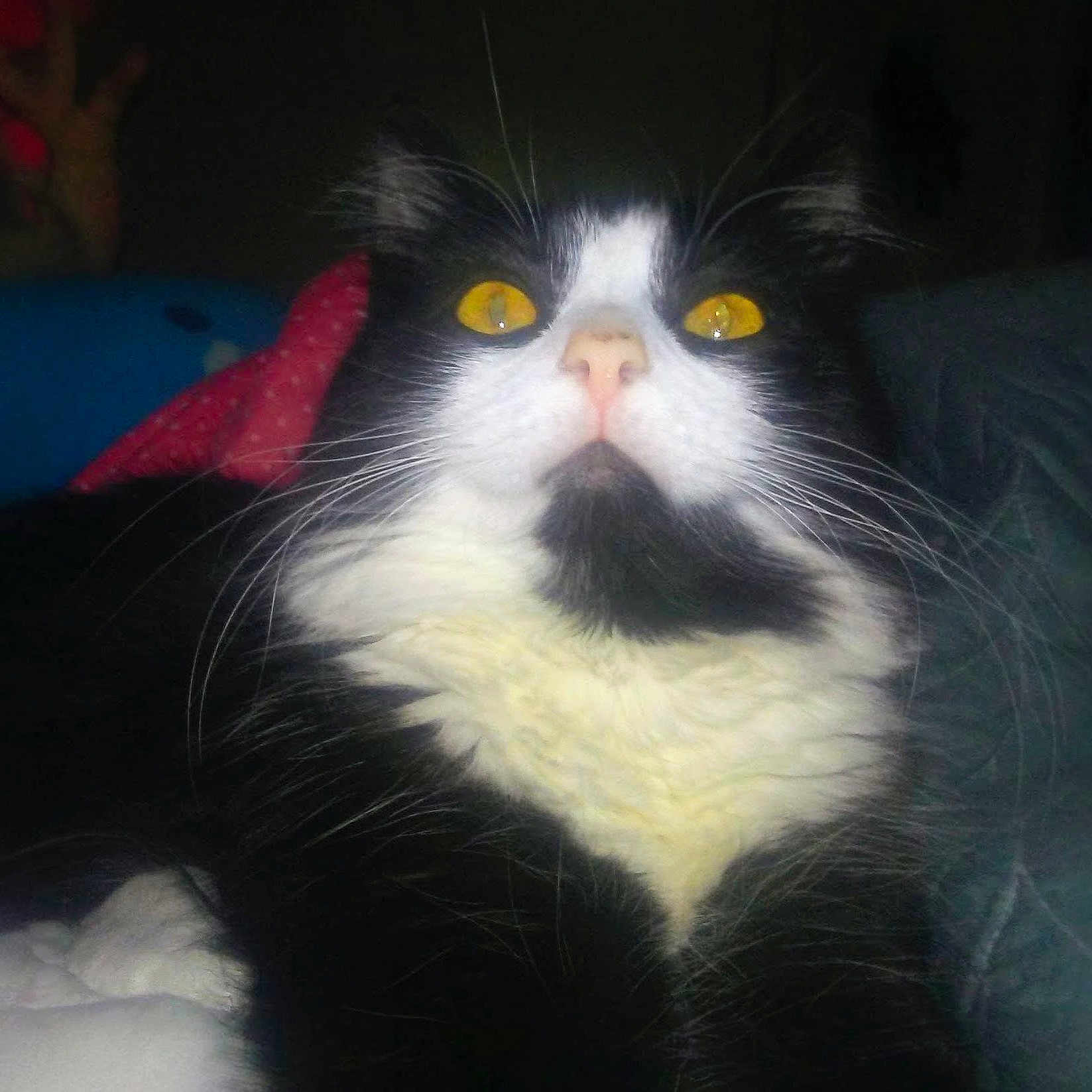 Moxiegirl joined the competition — help win amazing prizes! animal, black_and_white, blanket, cat, close_up, cozy, cushion, domestic_cat, face, feline, fur, indoor, looking_up, pet, portrait, relaxed, soft_lighting, whisker, whiskers, yellow_eyes