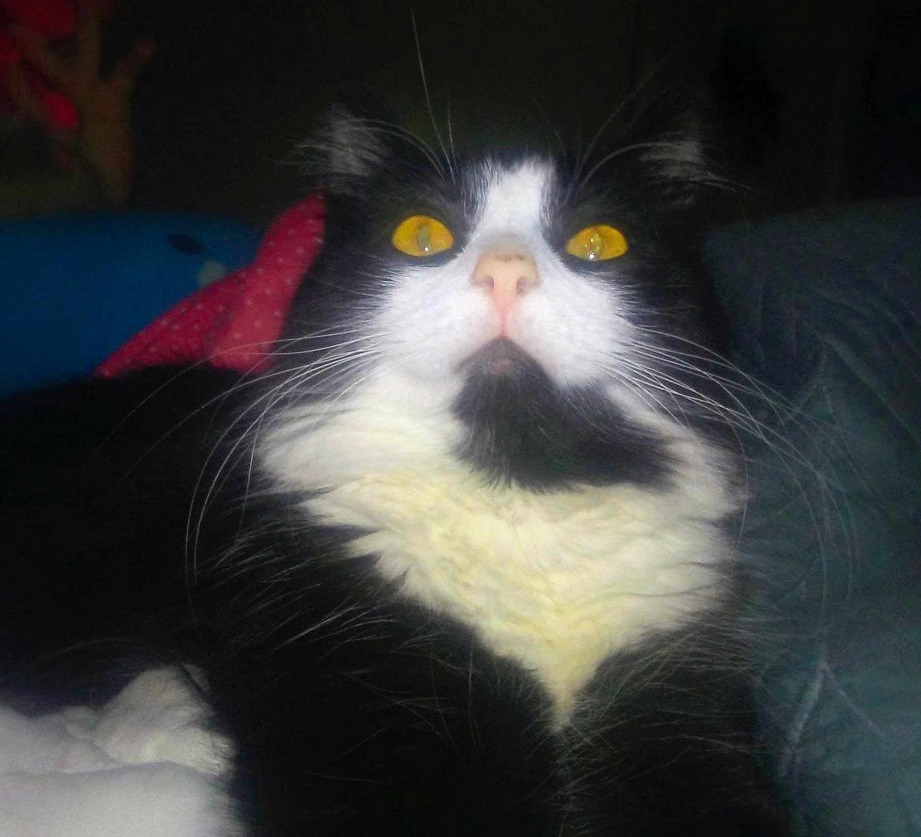 Moxiegirl joined the competition — help win amazing prizes! cat, black_and_white, close_up, yellow_eyes, whiskers, fur, pet, indoor, cozy, cushion, blanket, animal, face, portrait, domestic_cat, feline, looking_up, soft_lighting, relaxed, whisker