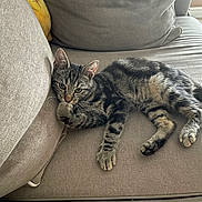 Hades participe au concours pour gagner de l'argent avec cette photo : cat, kitten, tabby, striped_fur, pet, animal, lying_down, lounging, sofa, couch, cushion, plush_toy, toy, indoor, home, sunlight, relaxed, whiskers, paws, portrait
